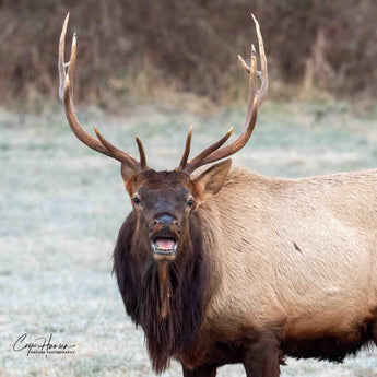 Elk With Attitude