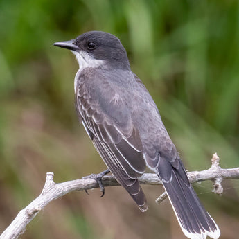 Eastern Kingbird