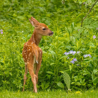 Flower Fawn