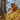 Fox Squirrel