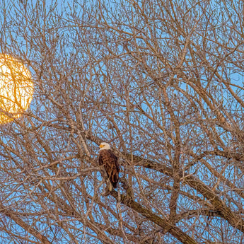 Full Moon Eagles Nest