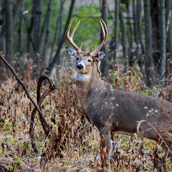 Funky Buck