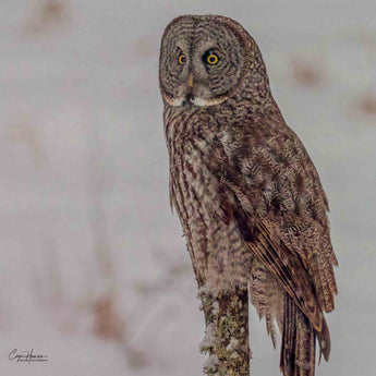 Great Grey Owl