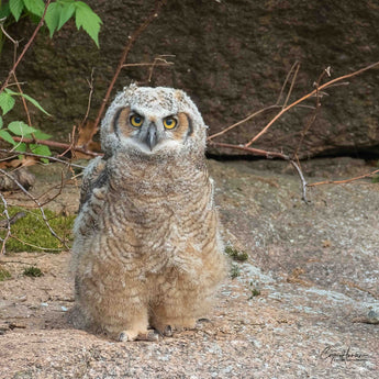 Great Grey Owlet
