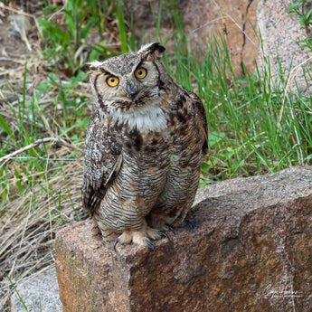 Great Horned Owl