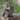 Great Horned Owl