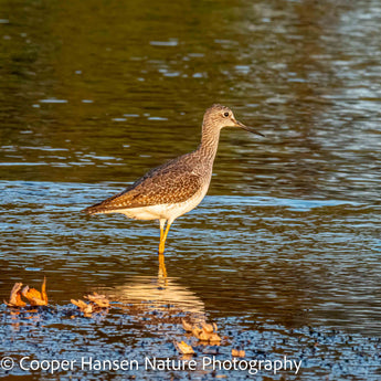 Lesser Yellowlegs