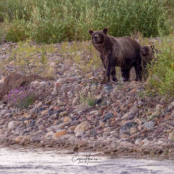 Grizzly 399 & Spirit