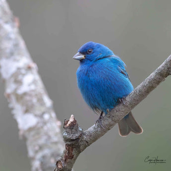 Indigo Bunting - male