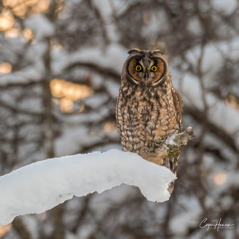 Long-earded Owl