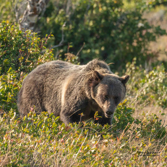 Montana Grizzly