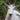 Mountain Goat