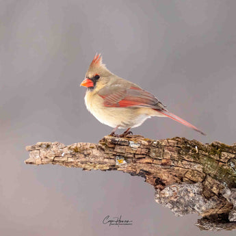 Northern Cardinal - female
