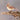 Northern Cardinal - female