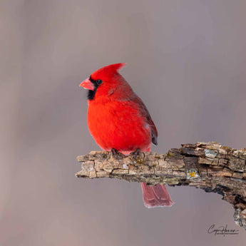 Northern Cardinal - male