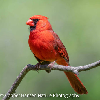 Northern Cardinal - Summer