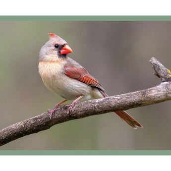 Northern Cardinal, female - Note Card