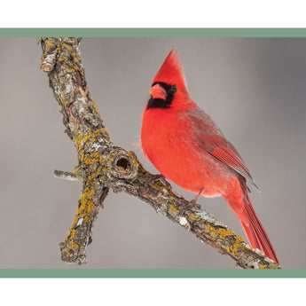 Northern Cardinal, male - Note Card