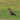 Northern Flicker