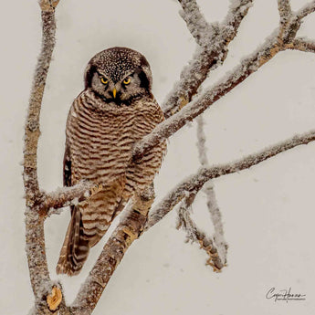 Northern Hawk Owl