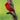 Cardinal