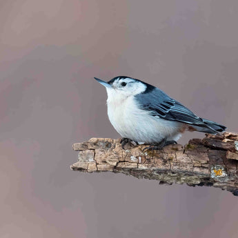 Nuthatch