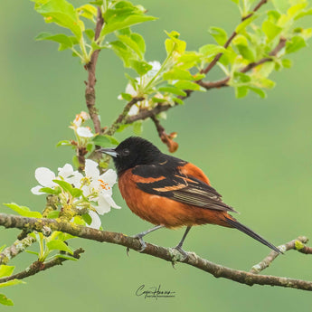 Orchard Oriole - male