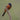Orchard Oriole - male