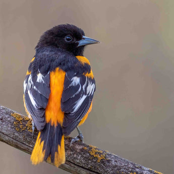 Baltimore Oriole