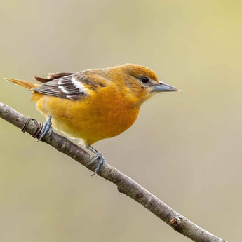 Baltimore Oriole - female