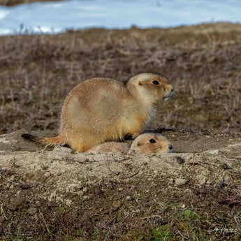 Prairie Dog Print