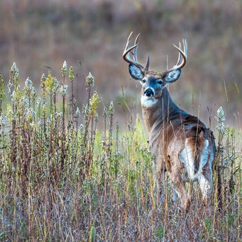 Prairie Whitetail