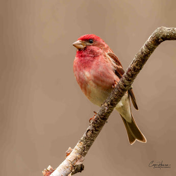 Purple Finch - male