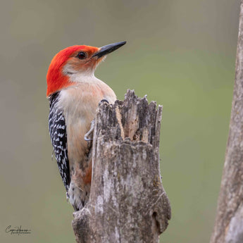 Red-bellied Woodpecker - male