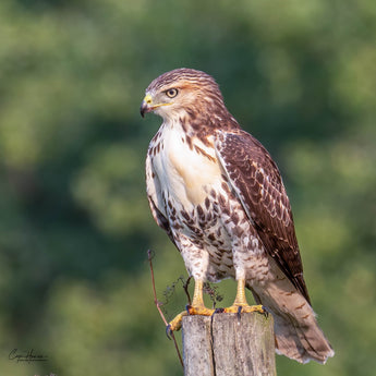 Red-tailed Hawk