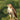 Red-tailed Hawk