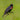 Red-winged Blackbird