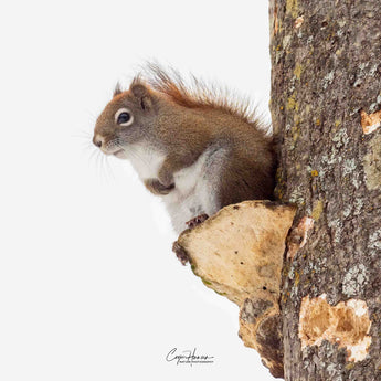 Red Squirrel Print