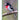 Rose-Breasted Grosbeak - Note Card