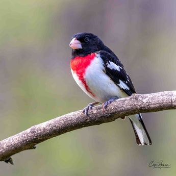 Rose-breasted Grosbeak - male