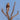 Rough-legged Hawk
