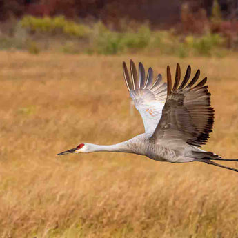 Sandhill Crane At Crex