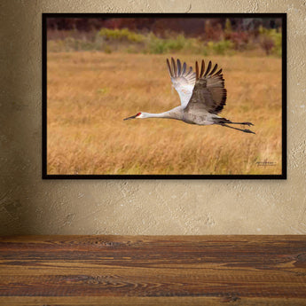 Sandhill Crane At Crex