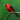 Scarlet Tanager - male