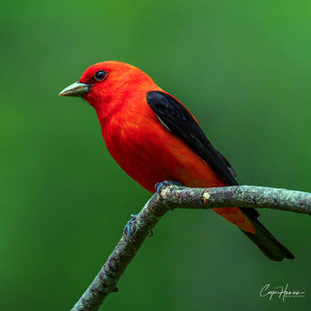 Scarlet Tanager - male