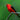Scarlet Tanager - male