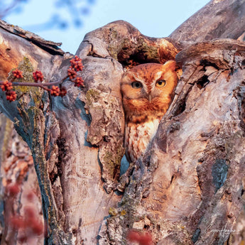 Screech Owl