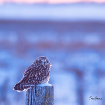 Short-eared Owl
