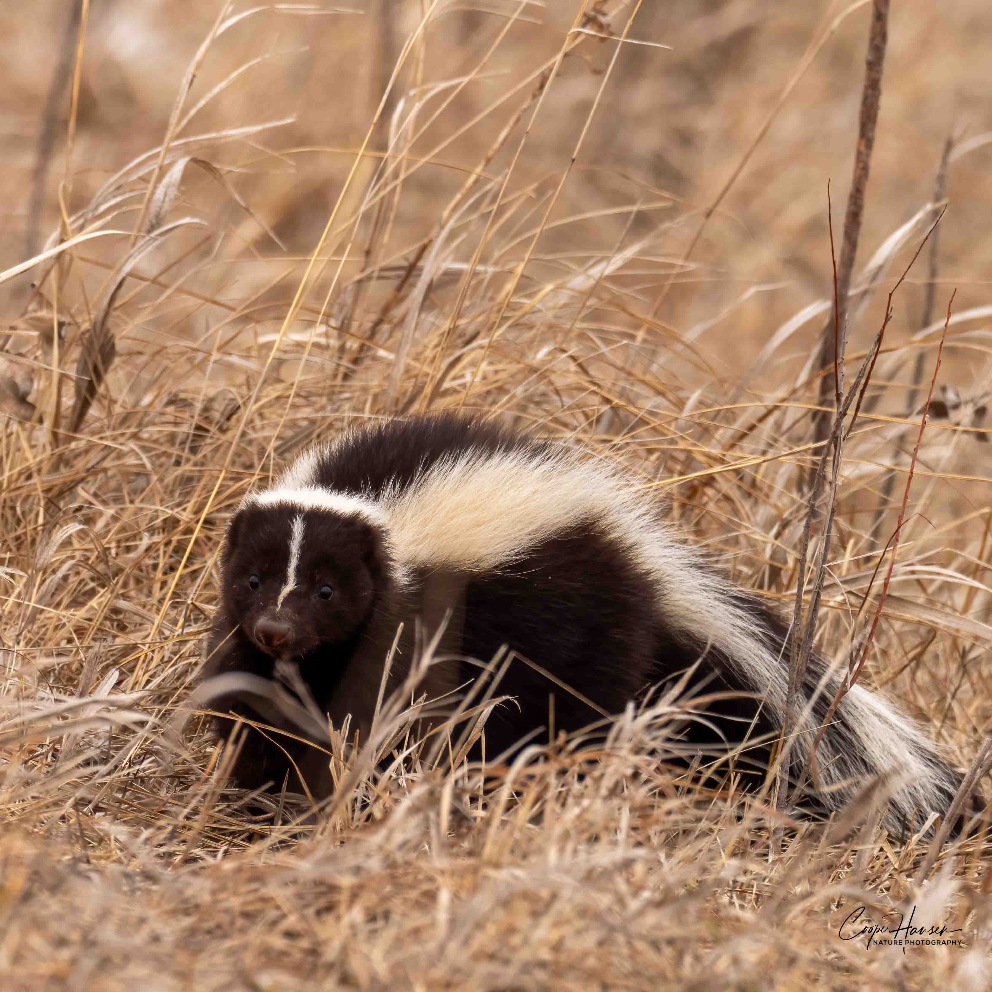 Skunk Rip Striped Skunk Print – Cooper Hansen Nature Photography