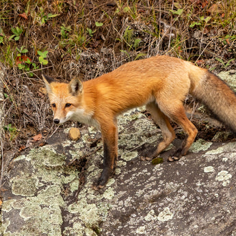 Superior Red Fox